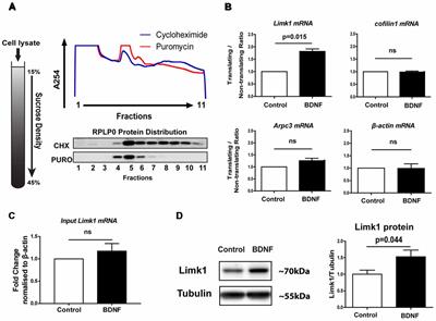 BDNF Induced Translation of Limk1 in Developing Neurons Regulates Dendrite Growth by Fine-Tuning Cofilin1 Activity